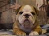 Puppies for sale Denmark, English Bulldog