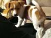 Puppies for sale Greece, Thessaloniki Jack Russell Terrier