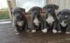 Puppies for sale Cyprus, Nicosia American Pit-Bull Terrier