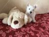 Puppies for sale Germany, Dortmund West Highland White Terrier