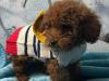 Puppies for sale France, Bordeaux Toy-poodle