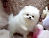 Puppies for sale Netherlands, Amsterdam Pomeranian Spitz