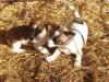 Puppies for sale Netherlands, Groningen Jack Russell Terrier
