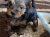 Puppies for sale Netherlands, Amsterdam Yorkshire Terrier