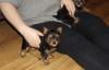 Puppies for sale Finland, Oulu Yorkshire Terrier