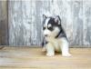 Puppies for sale Belarus, Maladzyechna , pomsky 