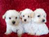 Puppies for sale Denmark, Aalborg , Westiepoo