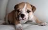 Puppies for sale Canada, Alberta, Edmonton English Bulldog