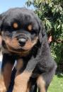 Puppies for sale USA, Colorado Rottweiler