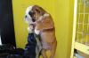 Puppies for sale USA, New York English Bulldog