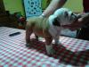 Puppies for sale USA, District Of Columbia English Bulldog