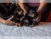 Puppies for sale Canada, Nunavut Rottweiler