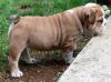 Puppies for sale Canada, Saskatchewan English Bulldog