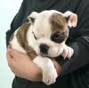 Puppies for sale USA, California, San Jose English Bulldog