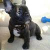 Puppies for sale United Kingdom, Birmingham French Bulldog
