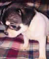 Puppies for sale United Kingdom, Oxford Chihuahua