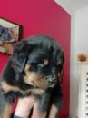 Puppies for sale USA, Virginia Rottweiler