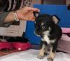 Puppies for sale United Kingdom, Bristol Chihuahua
