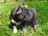 Puppies for sale Canada, Quebec, Quebec City French Bulldog