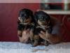 Puppies for sale Canada, Nova Scotia, Halifax Rottweiler