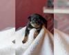 Puppies for sale Canada, Quebec Rottweiler