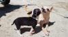 Puppies for sale United Kingdom, Chester Chihuahua
