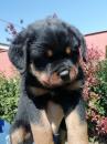 Puppies for sale USA, Wisconsin Rottweiler