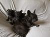 Puppies for sale Sweden, Stockholm French Bulldog