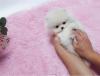 Puppies for sale Turkmenistan, Turkmenabad Pomeranian Spitz