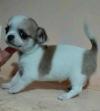 Puppies for sale Russia, Barnaul Chihuahua