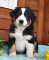 Puppies for sale Greece, Athens Australian Shepherd