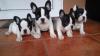 Puppies for sale Russia, Ufa French Bulldog