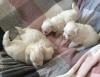 Puppies for sale Sweden, Stockholm Maltese