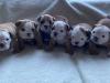 Puppies for sale Netherlands, Rotterdam English Bulldog