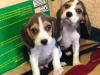 Puppies for sale Greece, Athens Beagle