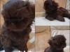 Puppies for sale Germany, Ilmenau Shih Tzu