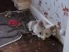 Puppies for sale France, Paris Haski
