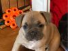 Puppies for sale Cyprus, Ayia Napa French Bulldog