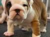 Puppies for sale Cyprus, Paphos English Bulldog