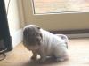 Puppies for sale Spain, Seville Shar Pei