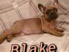 Puppies for sale Spain, Valencia French Bulldog