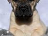 Puppies for sale Germany, Braunschweig Bullmastiff
