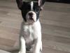 Puppies for sale Denmark, Kopenagen French Bulldog