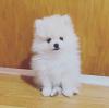 Puppies for sale Netherlands, Hoorn Pomeranian Spitz