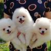 Puppies for sale Latvia, Riga Pomeranian Spitz