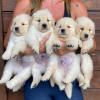Puppies for sale Tajikistan, Isfara Golden Retriever