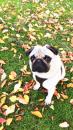 Puppies for sale Finland, Kuopio Pug