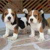 Puppies for sale Armenia, Vanadzor Beagle