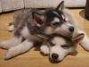 Puppies for sale France, Paris Haski