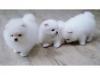Puppies for sale Kyrgyzstan, Osh Pomeranian Spitz